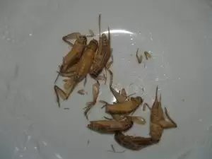 l'assiette
