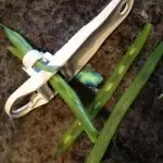haricots