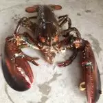 Homard vivant